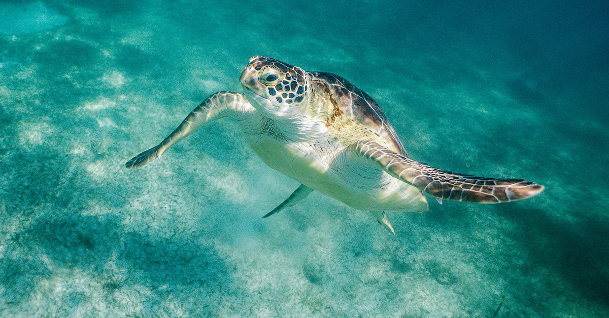 akumal