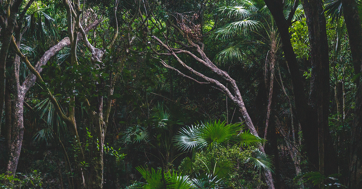terrenos-en-tulum