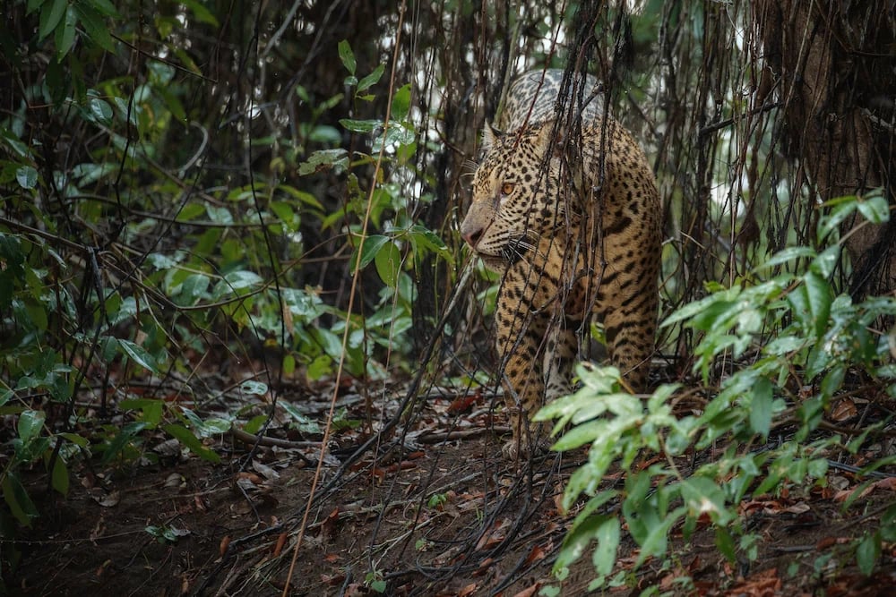 jaguar-habitat-natural
