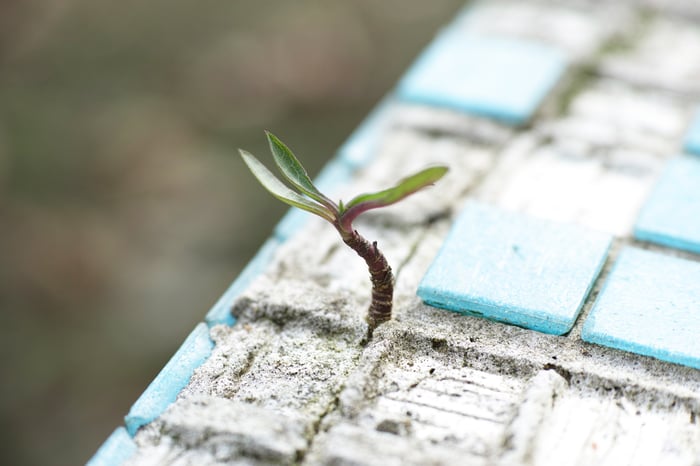 CRECIMIENTO URBANO, ¿ES COMPATIBLE CON LA NATURALEZA?