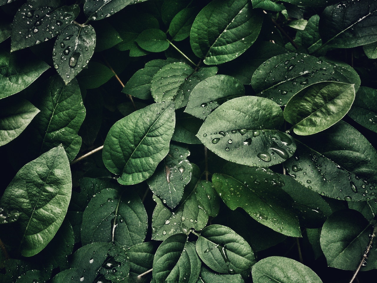 plantas humedaad